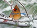 Cottonpanel - látkové panely: bavlna, úplet, teplákovina, softshell