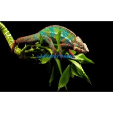 BAVLNĚNÝ PANEL chameleon 16x25 cm  zv788