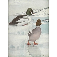 54